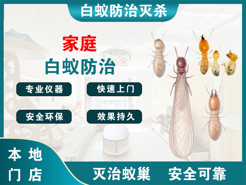 奉化区家庭白蚁防治