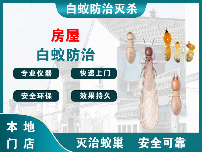 奉化区房屋白蚁防治